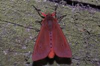 Phragmatobia fuliginosa