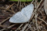 Idaea subsericeata