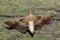 Endotricha flammealis