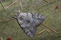 Catocala electa