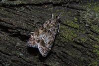 Eudonia mercurella