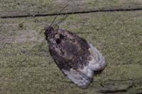 Apotomis betuletana