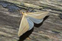 Rhodometra sacraria