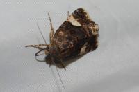 Tyta luctuosa
