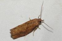 Epinotia sordidana