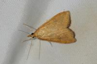Udea ferrugalis