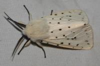 Spilosoma lubricipeda