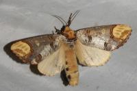 Phalera bucephala