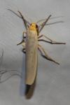 Eilema caniola