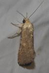 Spodoptera exigua