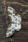 Lomaspilis marginata