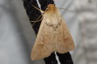 Mythimna ferrago