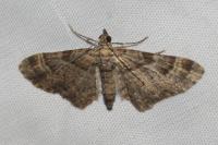 Gymnoscelis rufifasciata