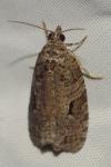 Apotomis semifasciana