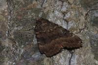 Amphipyra berbera