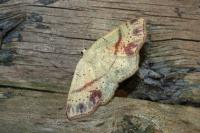 Cyclophora punctaria
