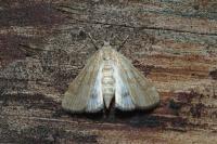 Parapoynx stratiotata