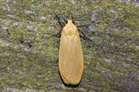 Wittia sororcula