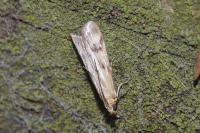 Homoeosoma sinuella
