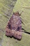Amphipyra pyramidea