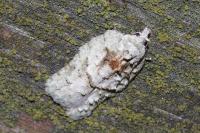 Acleris literana