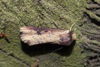 Axylia putris