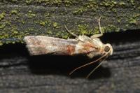 Acrobasis tumidana
