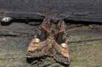 Euplexia lucipara