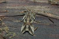 Autographa gamma