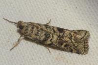 Dioryctria