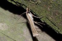 Ancylolomia tentaculella