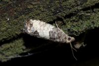 Spilonota ocellana