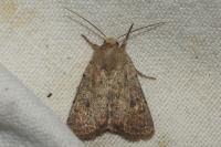 Hoplodrina blanda