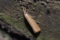 Agriphila straminella