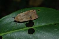 Noctua pronuba