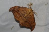 Drepana curvatula