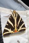 Euplagia quadripunctaria