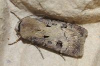 Agrotis exclamationis