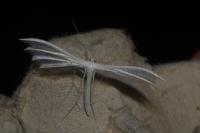 Pterophorus pentadactylus