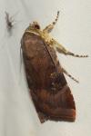 Noctua janthina