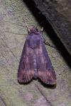 Agrotis ipsilon