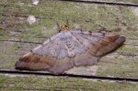 Macaria liturata