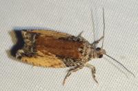 Epinotia nisella