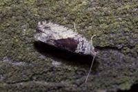 Epinotia nisella