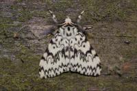 Lymantria monacha