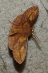 Euthrix potatoria