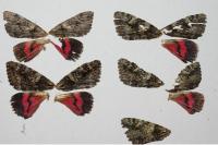 Catocala promissa