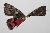 Catocala sponsa