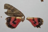 Catocala electa