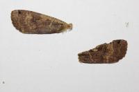 Noctua pronuba